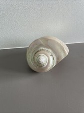 Coquille D’escargot De Mer Perlé Nacré Coquillage Coquille Turbo marmoratus