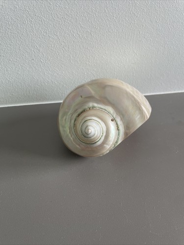 Coquille escargot mer - de,