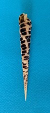 Terebra consobrina 95,4 mm