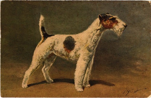 Cpa fox terrier dogs - cpa,