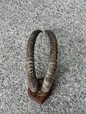 Trophée Antilope Taxidermie Cornes Afrique L. 66 cm