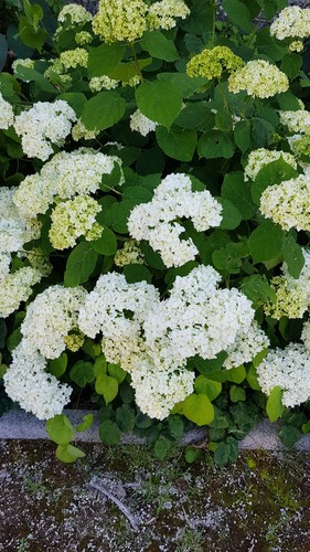 Hydrangea arborescens