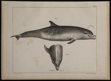 1839 - Planche d'anatomie -