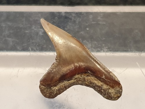 Shark tooth physogaleus - shark,