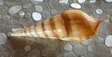 Coquillage tibia curta - coquillage, cm