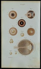 1852 - Planche anatomie