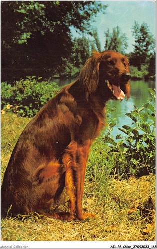 Ailp8 0796 chien - -, setter