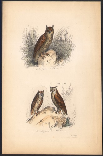 1853 gravure aquarellée - 1853,
