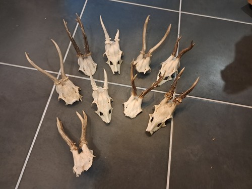 Massacre chevreuil prix - de, (prix