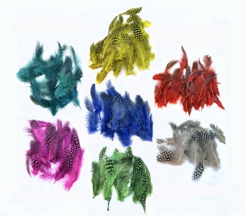 Plumage pintade pour - plumage,