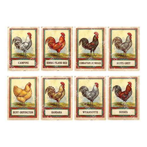 Rooster illustrations antique - rooster, illustrations,