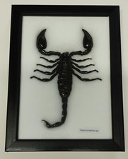 Scorpion naturalisé