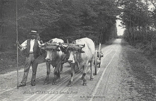 Cpa attelage charollais - attelage,