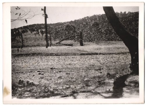 Photographie sauterelles 1940