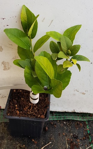 Citrus aurantifolia mexicana - citrus,