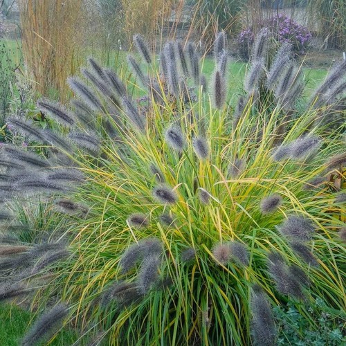 Fountain grass black - beauty, 2l