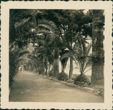 Espagne, Tenerife, Santa Cruz, Allée de Palmiers Vintage print, Photographie pro