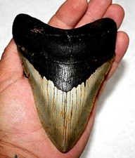 5.17" MEGALODON SHARK TOOTH