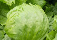 Laitue Iceberg - 50+ graines - LA RENOMMÉE MONDIALE ! L 021