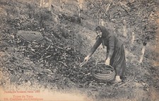 CPA 81 TYPES DU TARN / CUEILETTE DES CHATAIGNES