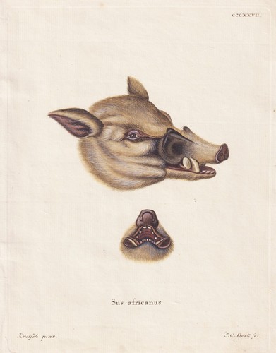 Phacochère sanglier - sanglier,