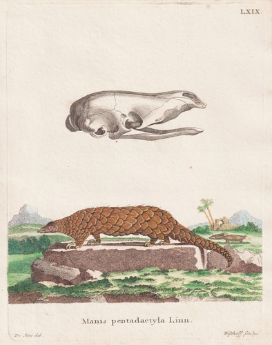Chinesisches pangolin - chinesisches,