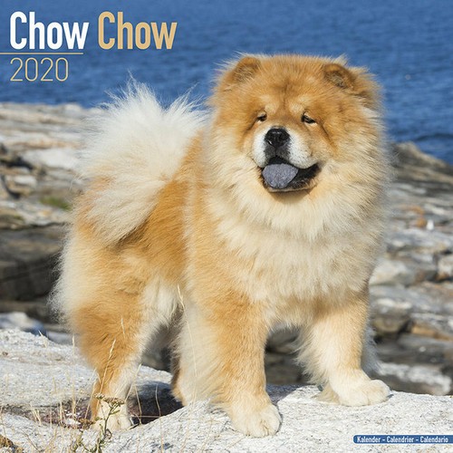 Calendrier 2020 chow - 2020,
