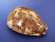 Cypraea Mappa Rosea Ultraviola