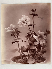 Etude de fleurs, étude pour peintres, Pétunia Vintage print Tirage citrate  