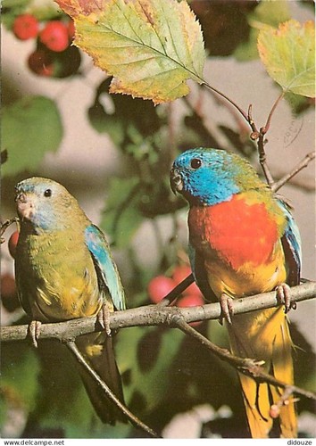 Carte postale animaux - carte,