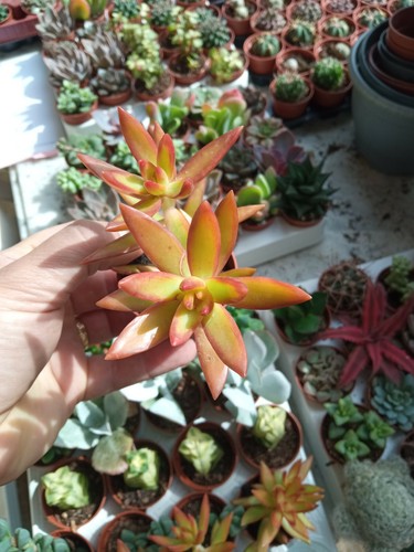 Sedum firestorm cms bouture - firestorm,