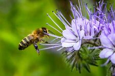 1000 Graines de Phacélie - plante engrais vert mellifère - semences paysannes