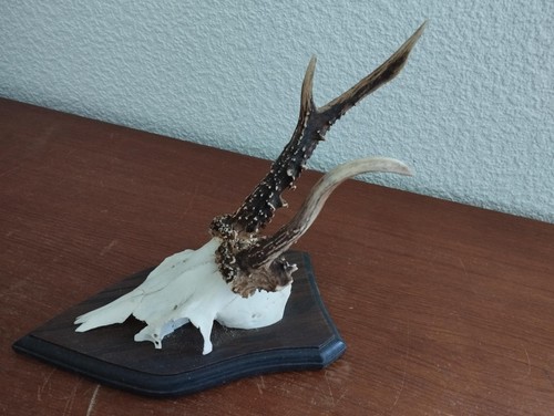 Trophee massacre bois - 1,