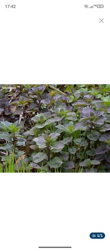 Menthe aquatique plante bassin - menthe,