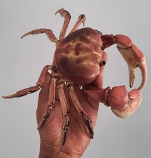 curiosité , taxidermie : crabe De Mangrove Naturalisé #4