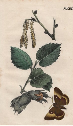 Noisette corylus avellana - corylus,