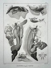 ANATOMIE VAGINULE Vagin GRAVURE Coutant HUET Langlois XIX°