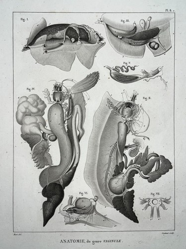 Anatomie vaginule vagin - anatomie,