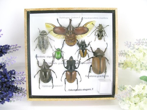 Insectes exotiques réel - 3d,