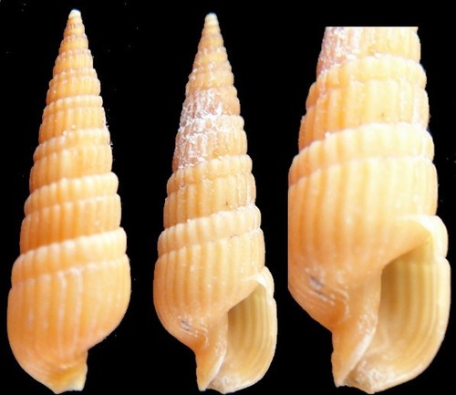 Coquillage collection - collection,