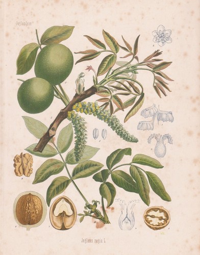 Juglans regia lithographie - regia,