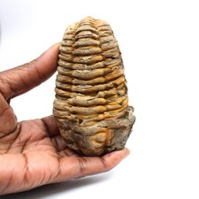 Trilobite fossile 150gr 95mm Maroc