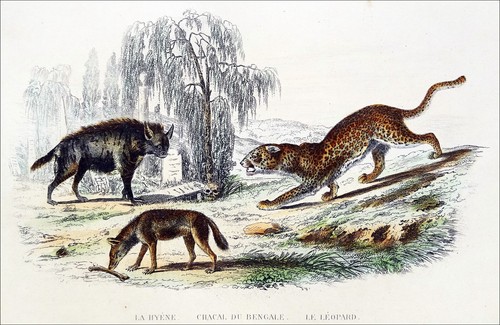 Animaux hyène le - animaux, chacal