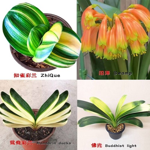 One leaf baby - one,