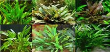 Cryptocoryne assorties lot de