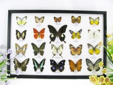 20 vrais papillons préparés comme murale - vitrine - entomologie - taxidermie 32