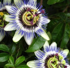PASSIFLORA CAERULEA, 10 GRAINES SÉLECTIONNÉES + CADEAU GRATUIT