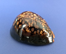 Cypraea Mauritiana 78 mm