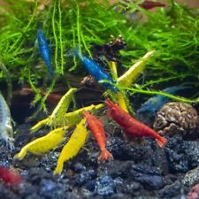 Lot De 10 Crevettes Neocaridina Plusieurs Couleurs Aquarium Poissons Plantes 