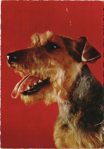 Cpa fox terrier dog - fox,